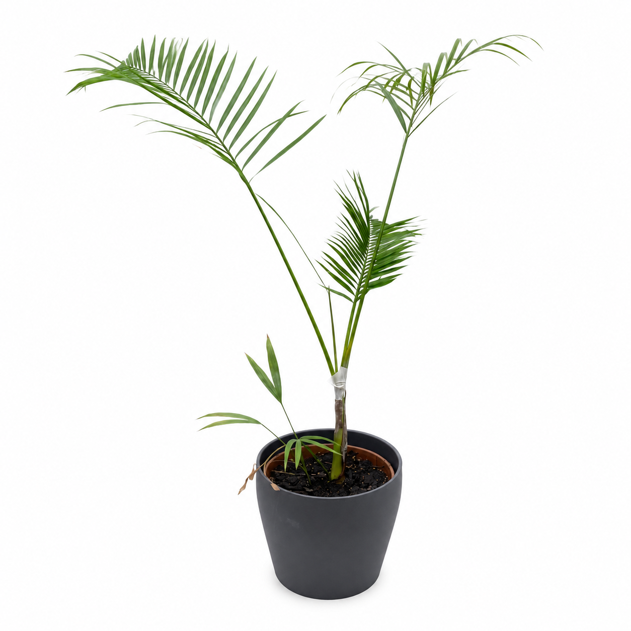 IKEA FEJKA Artificial Potted Plant | Areca Palm, Grey Pot, Indoor/Outdoor - used 2 months