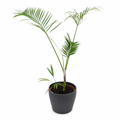 IKEA FEJKA Artificial Potted Plant | Areca Palm, Grey Pot, Indoor/Outdoor - used 2 months